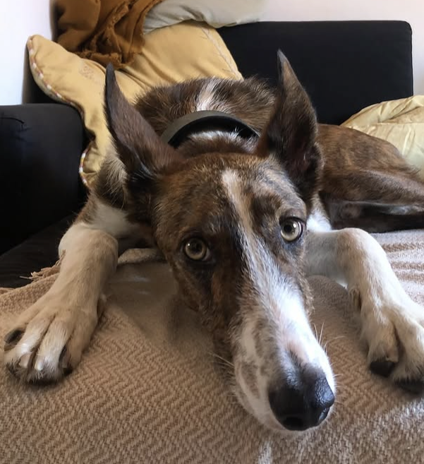 Nico - Galgo/Podenco
