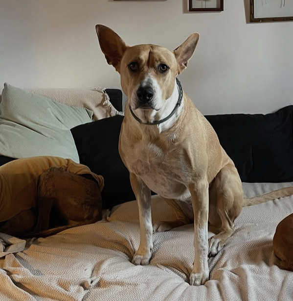 Rosa - Podenco/American Staffie