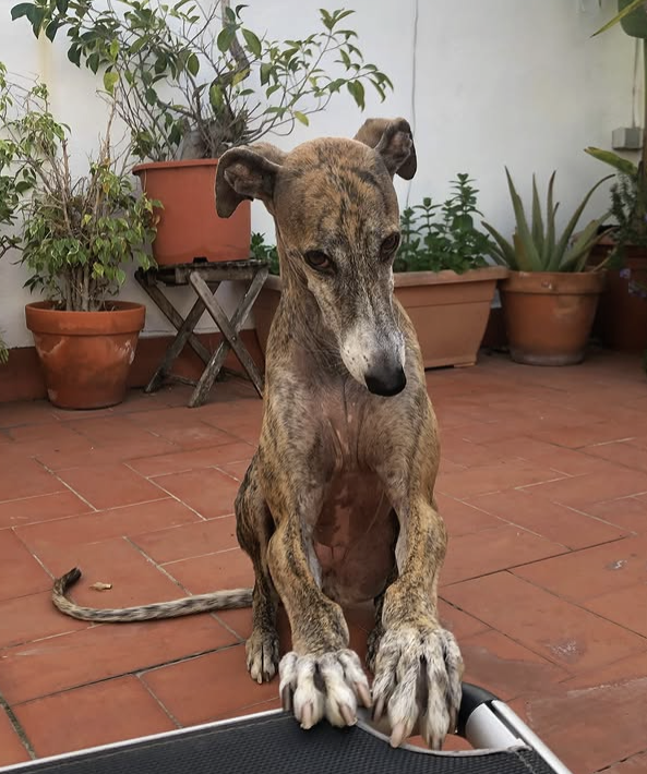 Tigris - Galgo